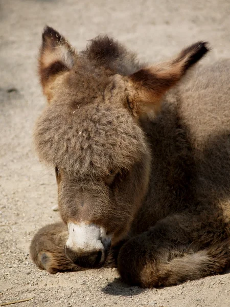 Pequeno burro. — Fotografia de Stock