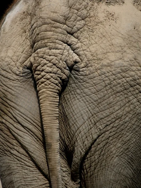 Parte trasera del elefante — Foto de Stock