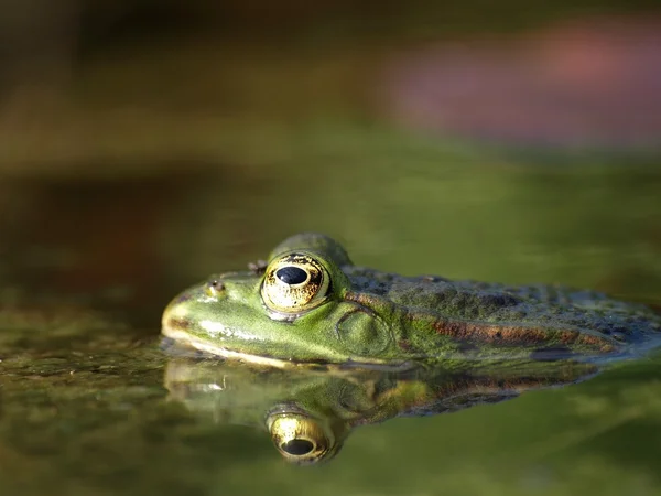 Frosch in einem Teich Stockbild