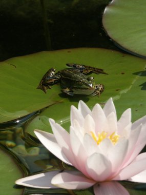 Frog with water lily clipart