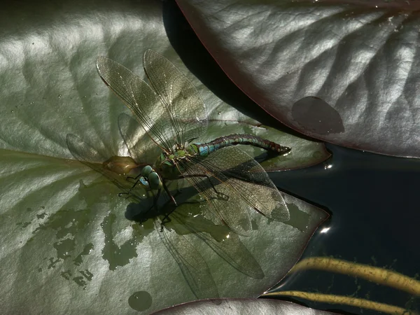 Dragonfly op water lilly blad — Stockfoto