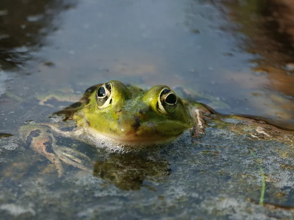 Portret żaba — Zdjęcie stockowe