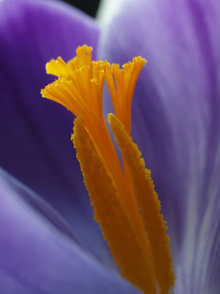 Kwiatostan i płatki krokus — Zdjęcie stockowe