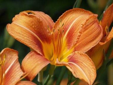 Daylily