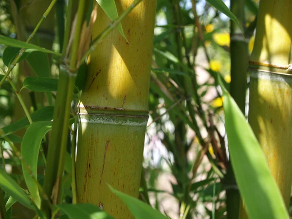 stock image Bamboo