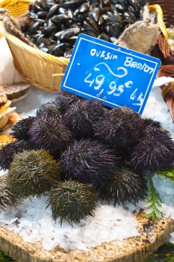 Fresh sea urchins on ice in French market clipart
