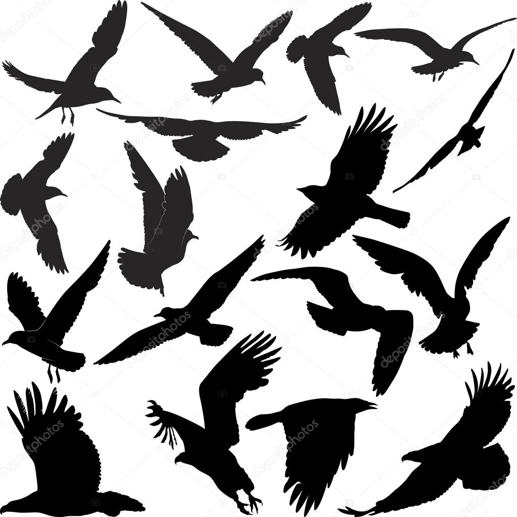 Raven hawk eagle gulls crow