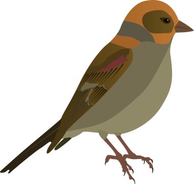 Little Bird clipart