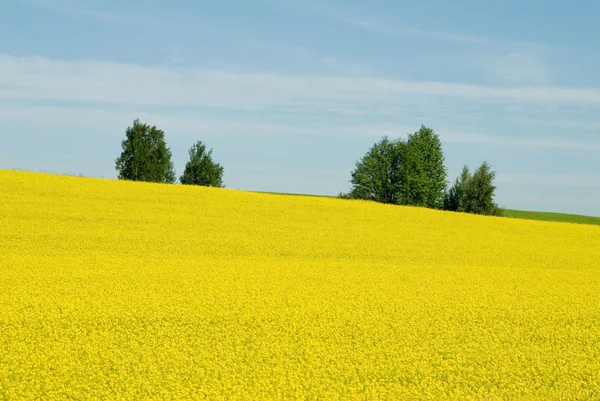 Landskap med rapsfält — Stockfoto