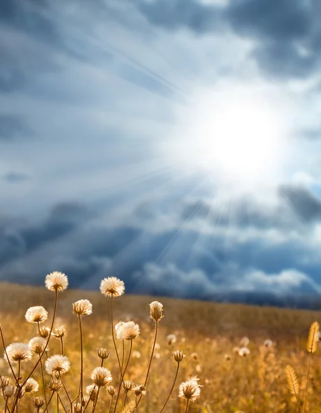 Солнечные лучи пробиваются сквозь облака на поляне — стоковое фото