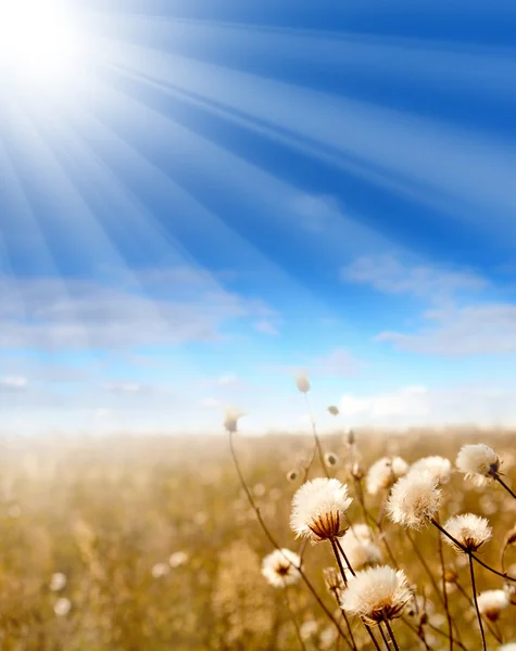 Die Lichtung mit heimischen Gräsern wird durch Sonnenstrahlen erwärmt — Stockfoto