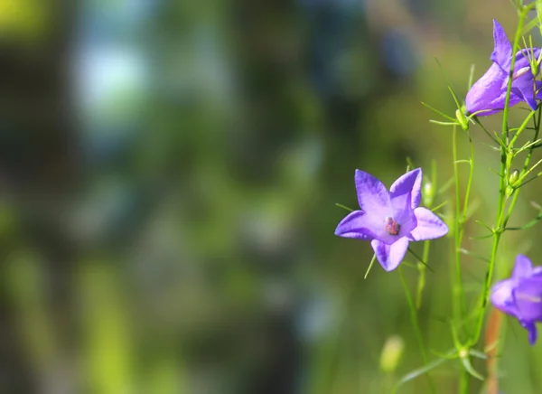 stock image Spring flowers background