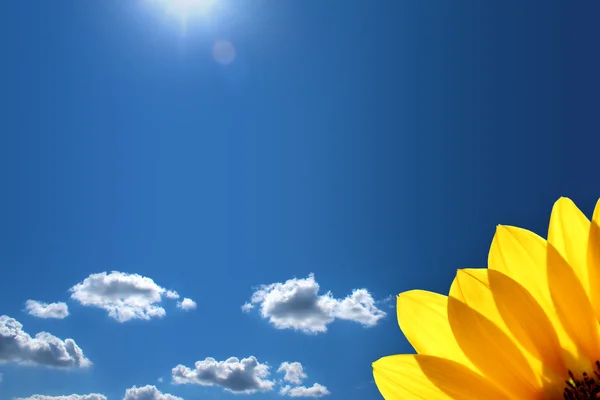 stock image Bright petals of a sunflower against the blue sky