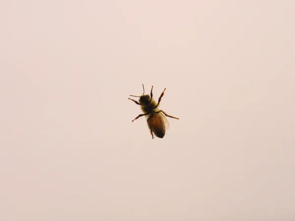 Pszczoły brzuch — Zdjęcie stockowe