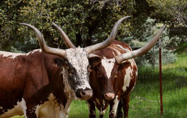 Longhorns clipart