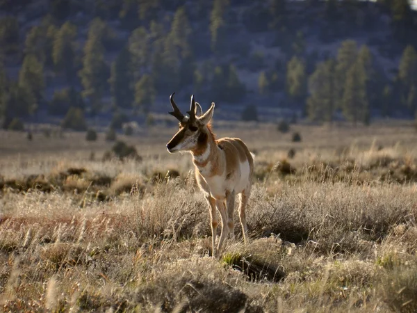 stock image Antelope