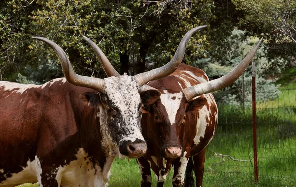 stock image Longhorns