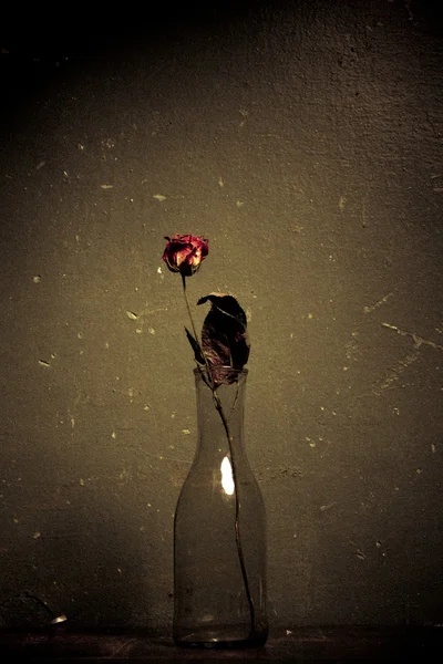 Роза в пляшці — стокове фото