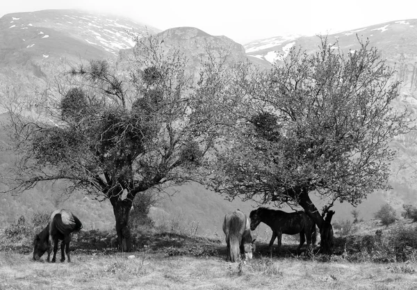 Βουνό άλογα — Φωτογραφία Αρχείου