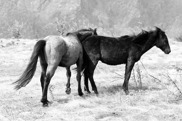 Горные лошади — стоковое фото