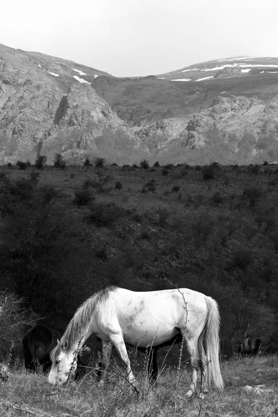 Cavalli di montagna — Foto Stock