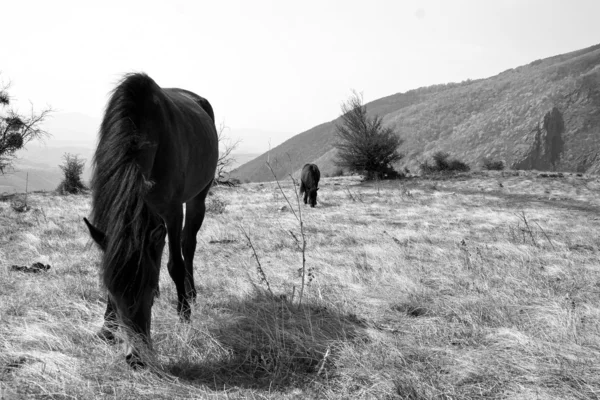 Berg paarden — Stockfoto