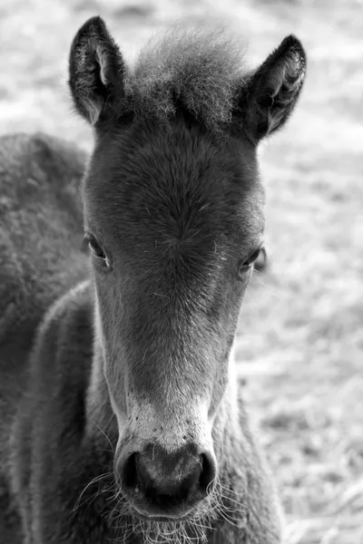 Горные лошади Лицензионные Стоковые Фото