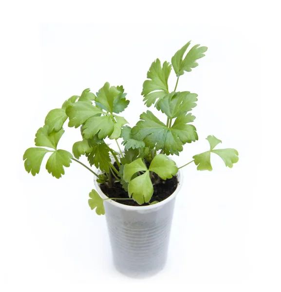 Celery seedlings — Stock Photo, Image