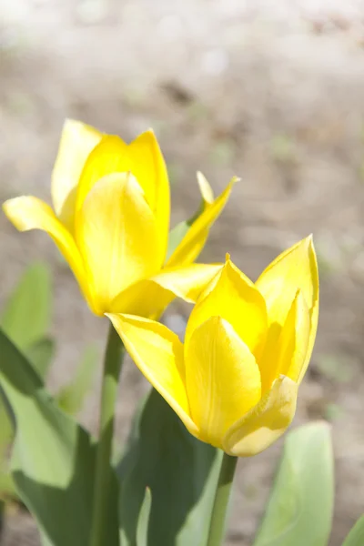 黄色郁金香花园中 — 图库照片