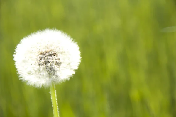 White fluffy dandelion — Stock Photo, Image