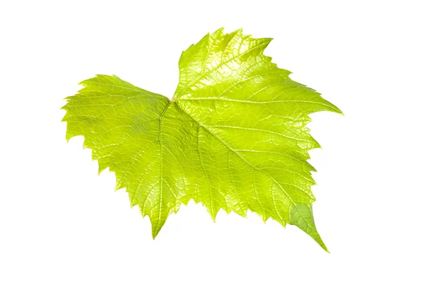 Green grape leaf — Stock Photo, Image