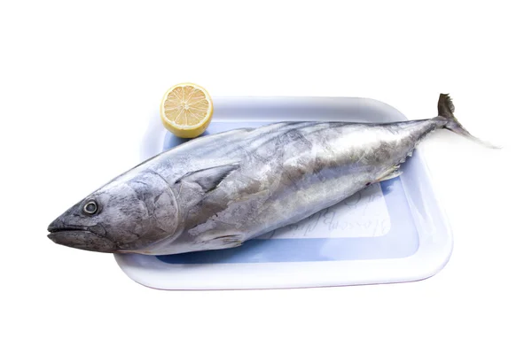 Fresh tuna — Stock Photo, Image