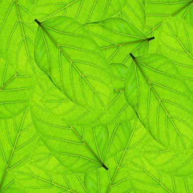 Fresh green leaves border background clipart