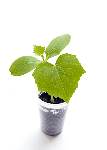Cucumber green sprout in a plastic cup on a white background — Stock Photo, Image