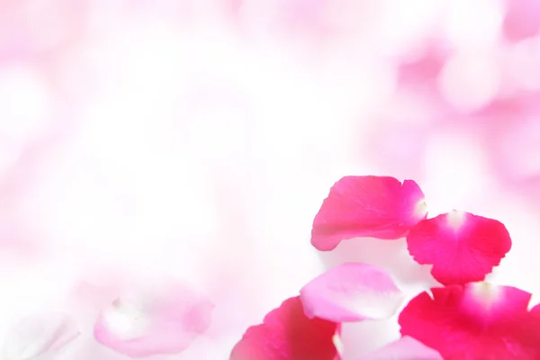 Rose pink petal abstract background — Stock Photo, Image