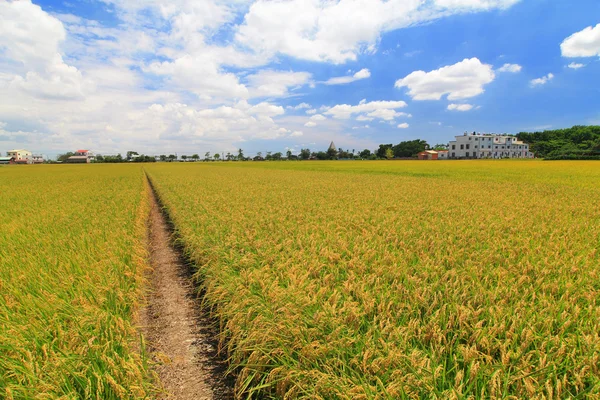 Campo de arroz arrozal con cielo azul y nube blanca —  Fotos de Stock