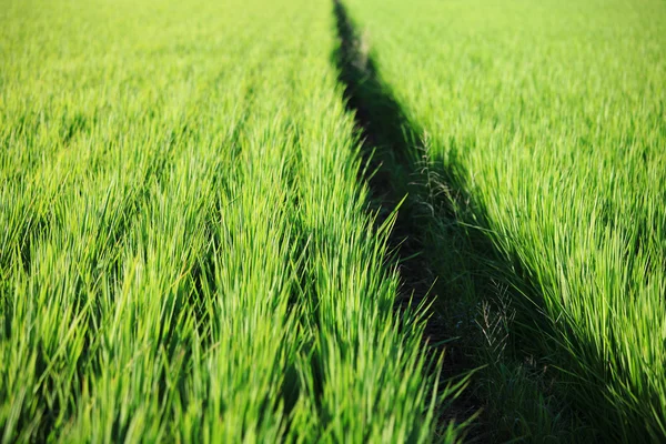 Ryż niełuskany zielone pole — Zdjęcie stockowe