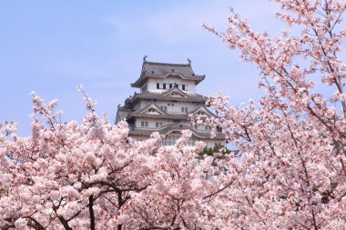 Japanese castle and Beautiful pink cherry blossom clipart