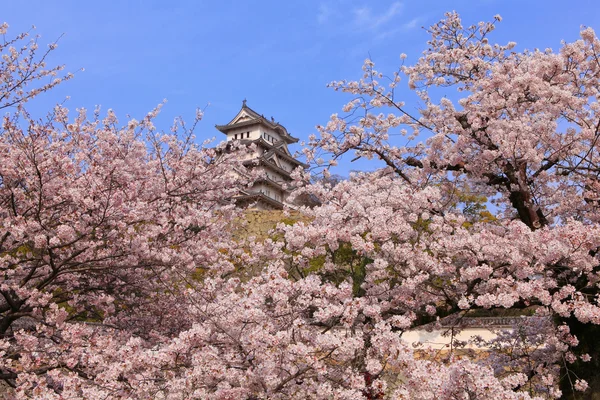 ปราสาทญี่ปุ่นและดอกซากุระสีชมพูที่สวยงาม — ภาพถ่ายสต็อก
