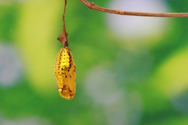 Golden chrysalis clipart