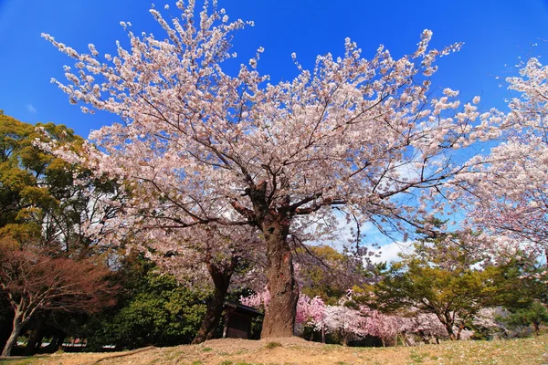 Pink cherry blossom flower — Stock Photo, Image
