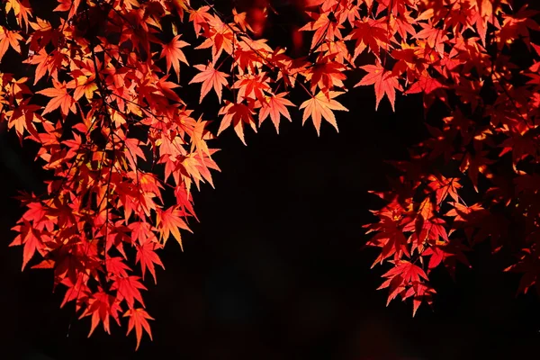 Beautiful maple — Stock Photo, Image