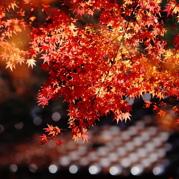 Beautiful maple — Stock Photo, Image
