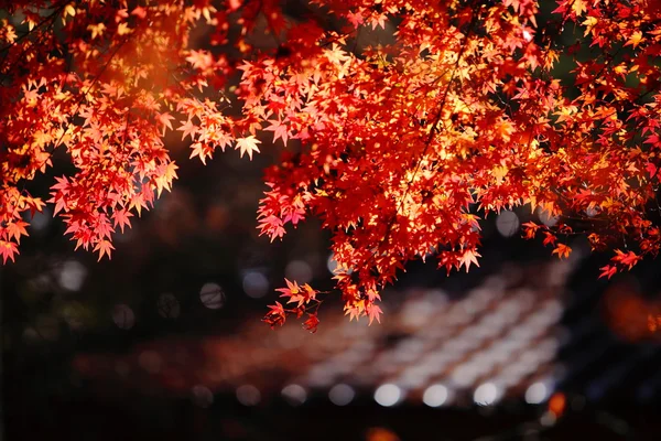 아름 다운 단풍 — 스톡 사진