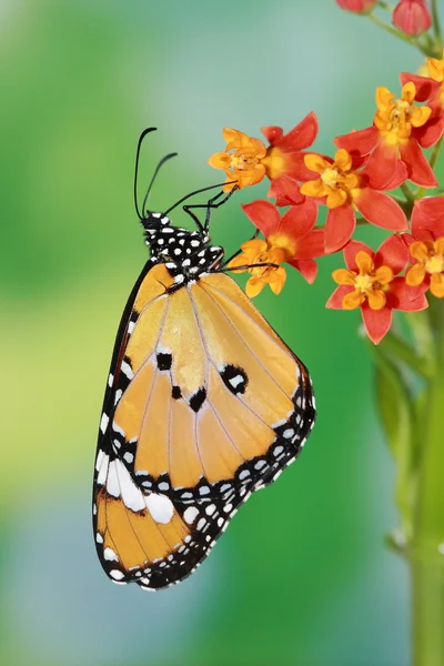 Muhteşem ve güzel kelebek — Stok fotoğraf