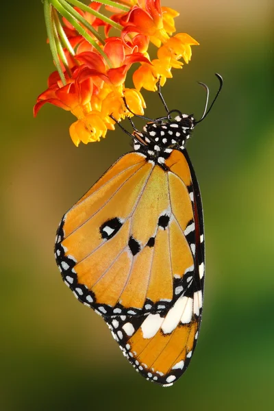 Csodálatos és szép pillangó — Stock Fotó