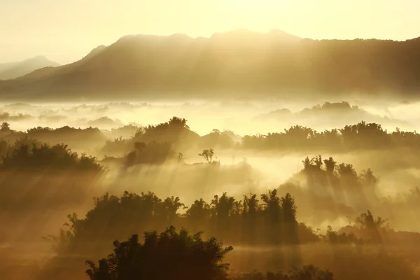 Солнечный свет в утреннем тумане — стоковое фото