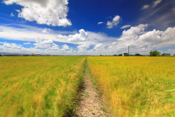 El camino rural con arrozal dorado y nube blanca —  Fotos de Stock