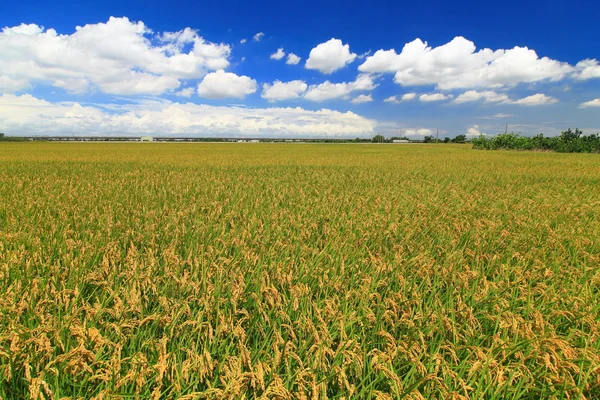 Hari yang cerah dengan padi — Stok Foto