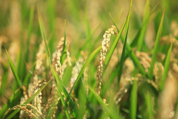 Beautiful paddy — Stock Photo, Image